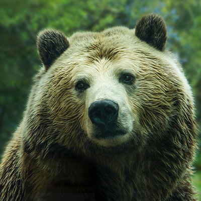 Urso Thumbnail