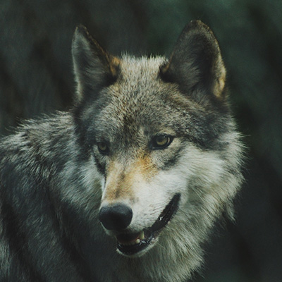 Lobo Thumbnail