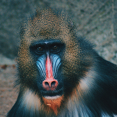Macaco Thumbnail